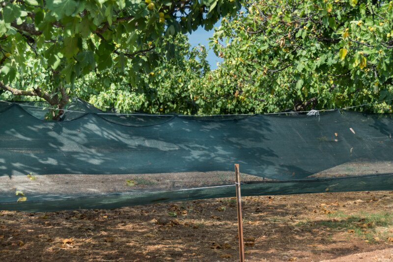 Net placed under the fig trees for easy harvesting and clean figs
