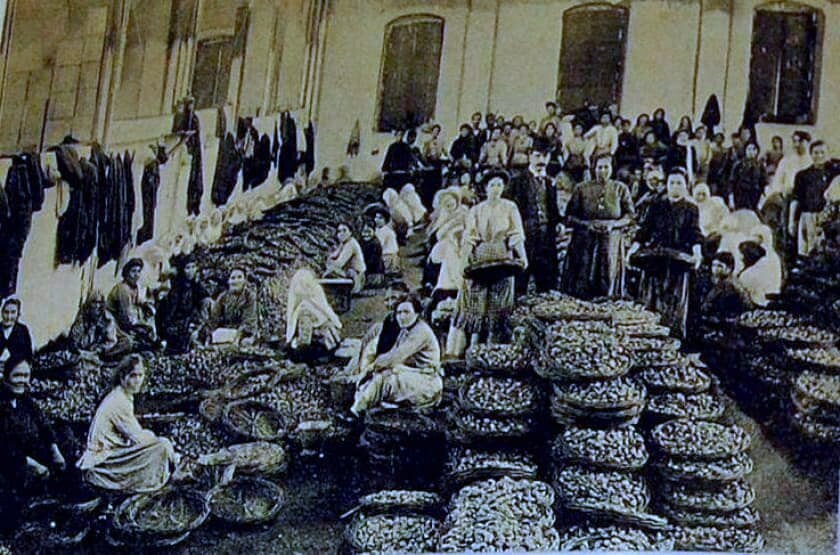 Quality dried-figs competition so as to be exported to France. Smyrna, 1895.