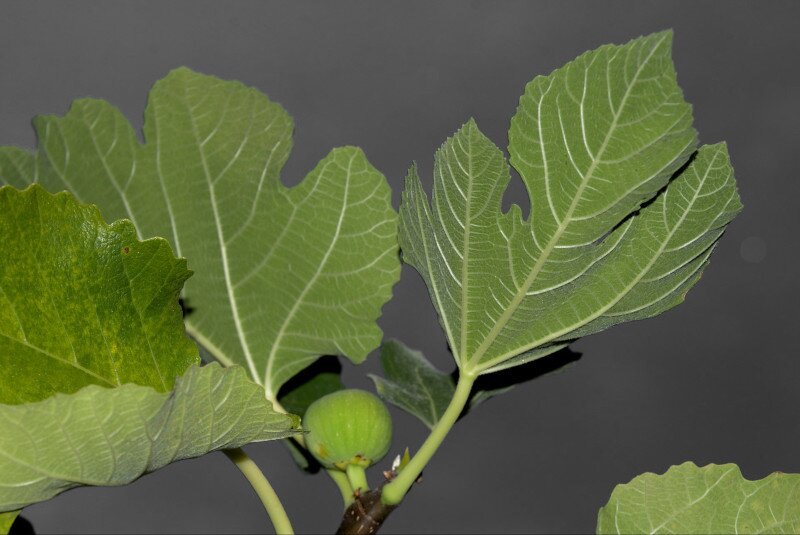 Fig leafs and new fig growing
