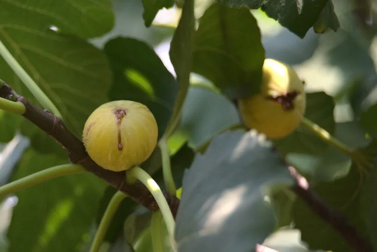 Dried Figs Taxiarchis HighQuality Figs from Evia, Greece
